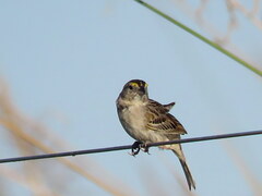 Ammodramus humeralis