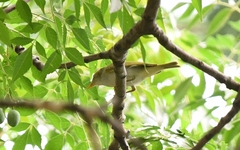 Phylloscopus coronatus