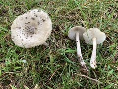 Amanita rhacopus