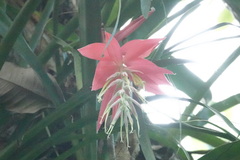 Billbergia