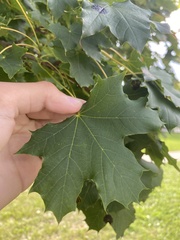 Acer platanoides