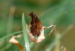 Polygonia c-aureum