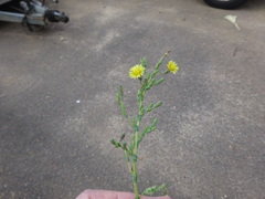 Lactuca serriola