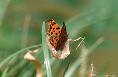 Polygonia c-aureum