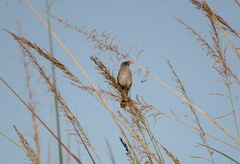 Embernagra platensis