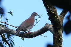 Patagioenas cayennensis