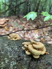 Panellus