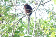 Plecturocebus cupreus