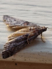 Promylea lunigerella