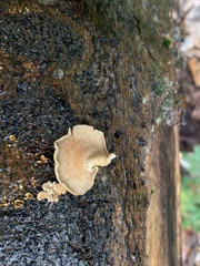 Panellus