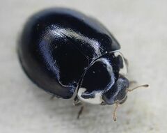 Oenopia impustulata