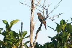 Cotinga maynana