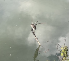 Nycticorax nycticorax