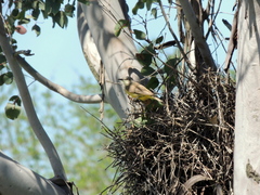 Machetornis rixosa