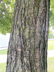 Acer platanoides