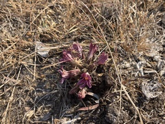 Aphyllon californicum