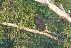 Buteogallus urubitinga