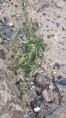 Eragrostis minor