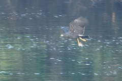 Buteogallus urubitinga