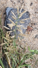 Eragrostis minor