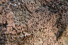 Hypoxylaceae