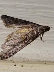 Promylea lunigerella