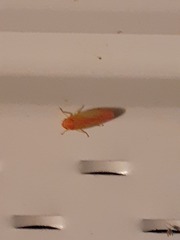 Gyponana gladia