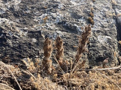 Castilleja levisecta