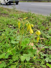 Oxalis compressa