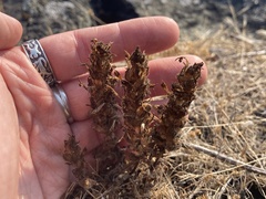 Castilleja levisecta