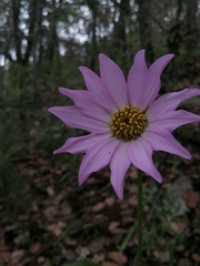 Iostephane heterophylla