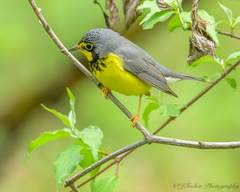 Cardellina canadensis