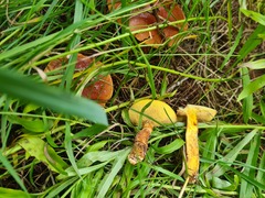 Suillus grevillei