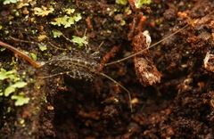 Allothereua maculata