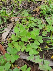 Oxalis compressa