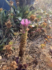 Orthocarpus bracteosus