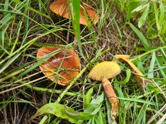 Suillus grevillei