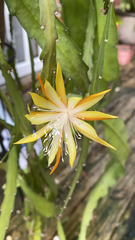 Hylocereeae