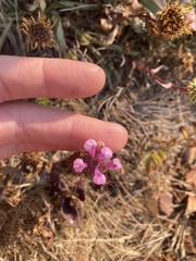Orthocarpus bracteosus