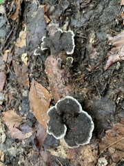 Phellodon niger
