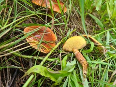 Suillus grevillei