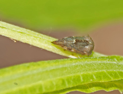 Telamona monticola