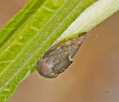 Telamona monticola