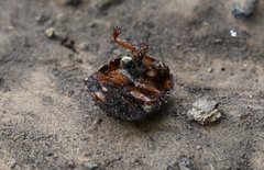 Eupolyphaga sinensis