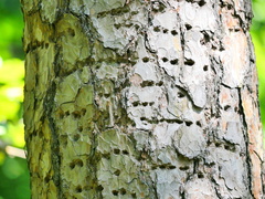 Picoides tridactylus