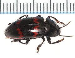 Pselaphacus rubricatus