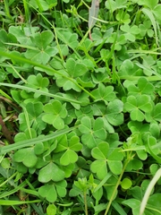 Oxalis compressa
