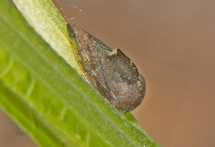 Telamona monticola