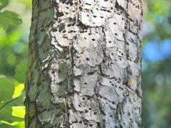 Picoides tridactylus