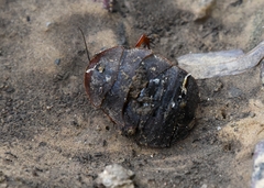 Eupolyphaga sinensis